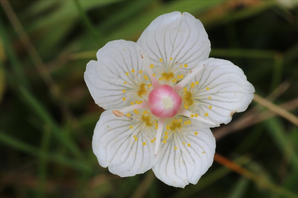 Parnassia palustris (door Willem Braam)