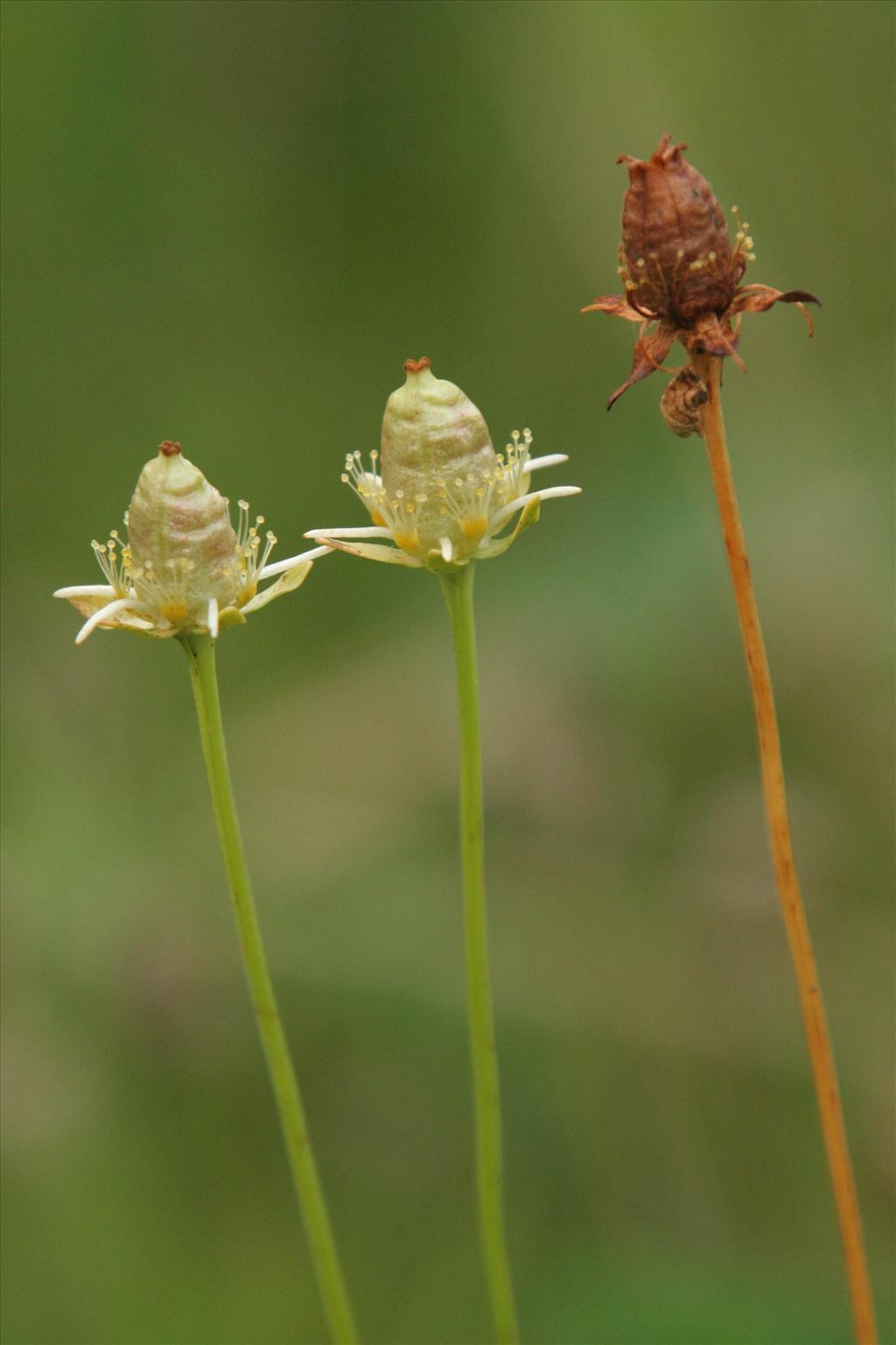 Parnassia palustris (door Willem Braam)