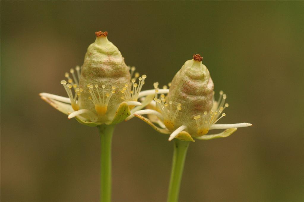 Parnassia palustris (door Willem Braam)