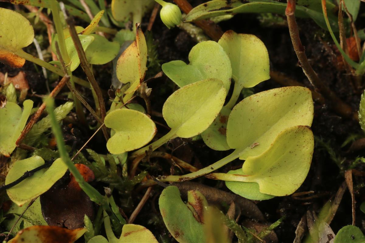 Parnassia palustris (door Willem Braam)