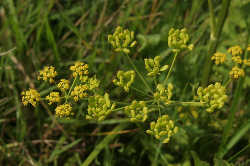 Pastinaca sativa subsp. sativa (door Willem Braam)