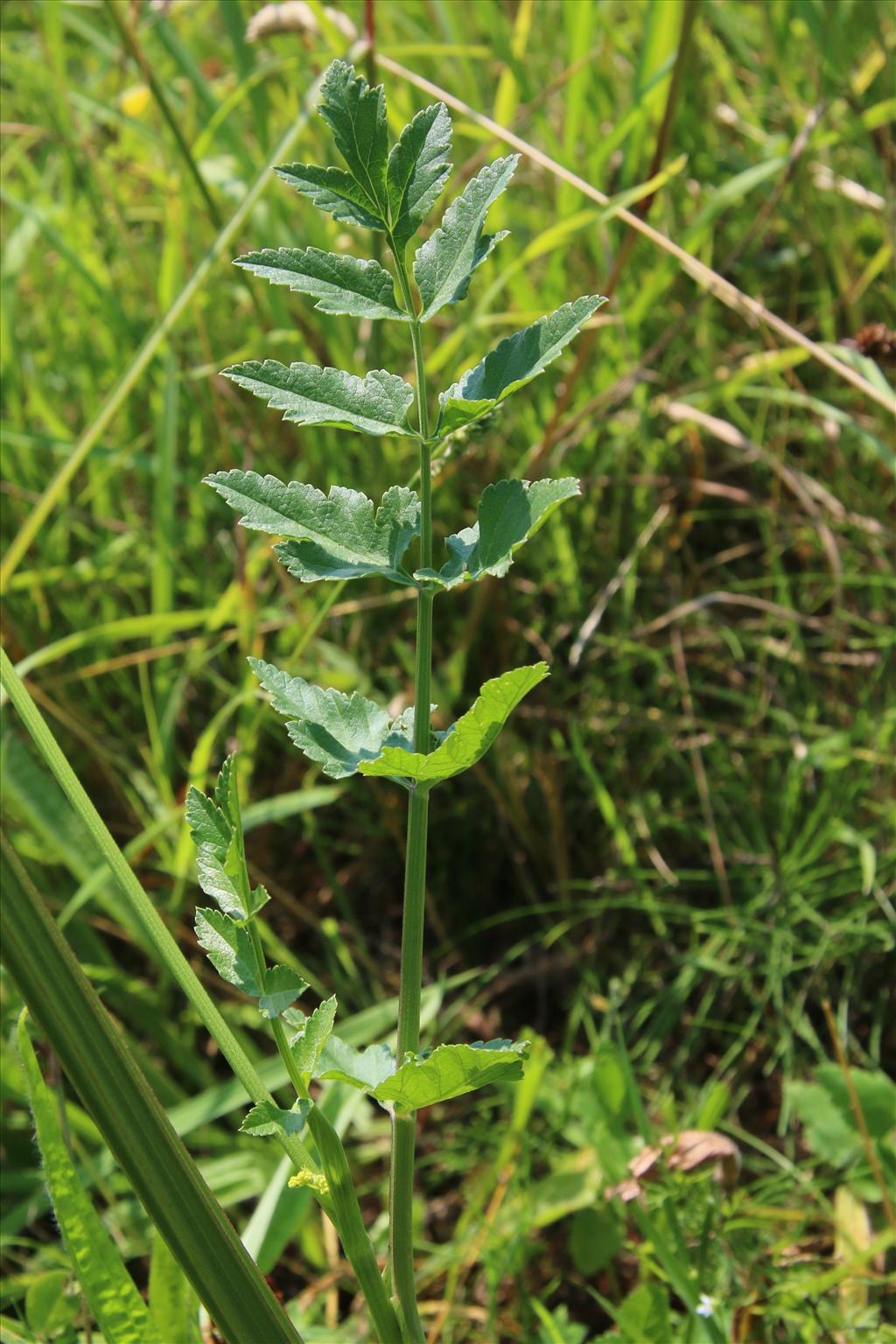 Pastinaca sativa subsp. sativa (door Willem Braam)