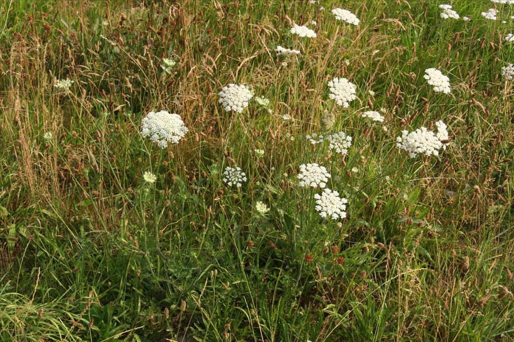 Daucus carota (door Willem Braam)