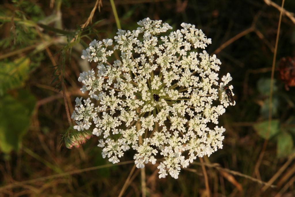 Daucus carota (door Willem Braam)