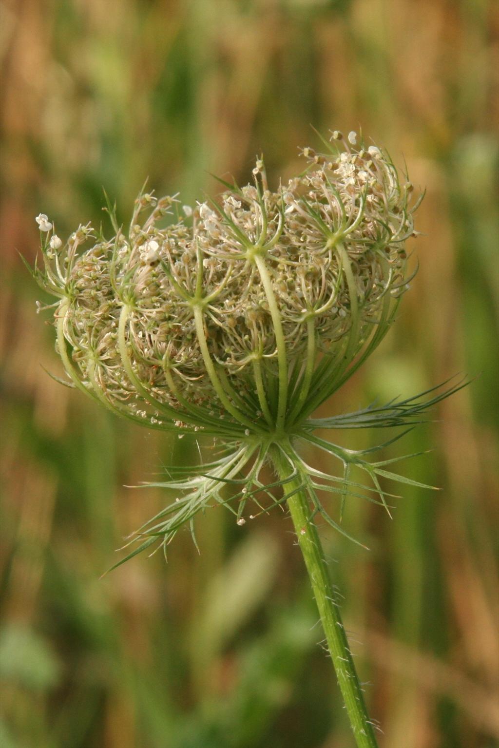 Daucus carota (door Willem Braam)