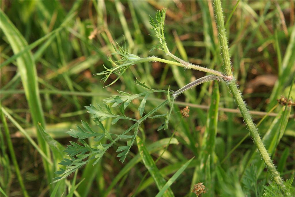 Daucus carota (door Willem Braam)