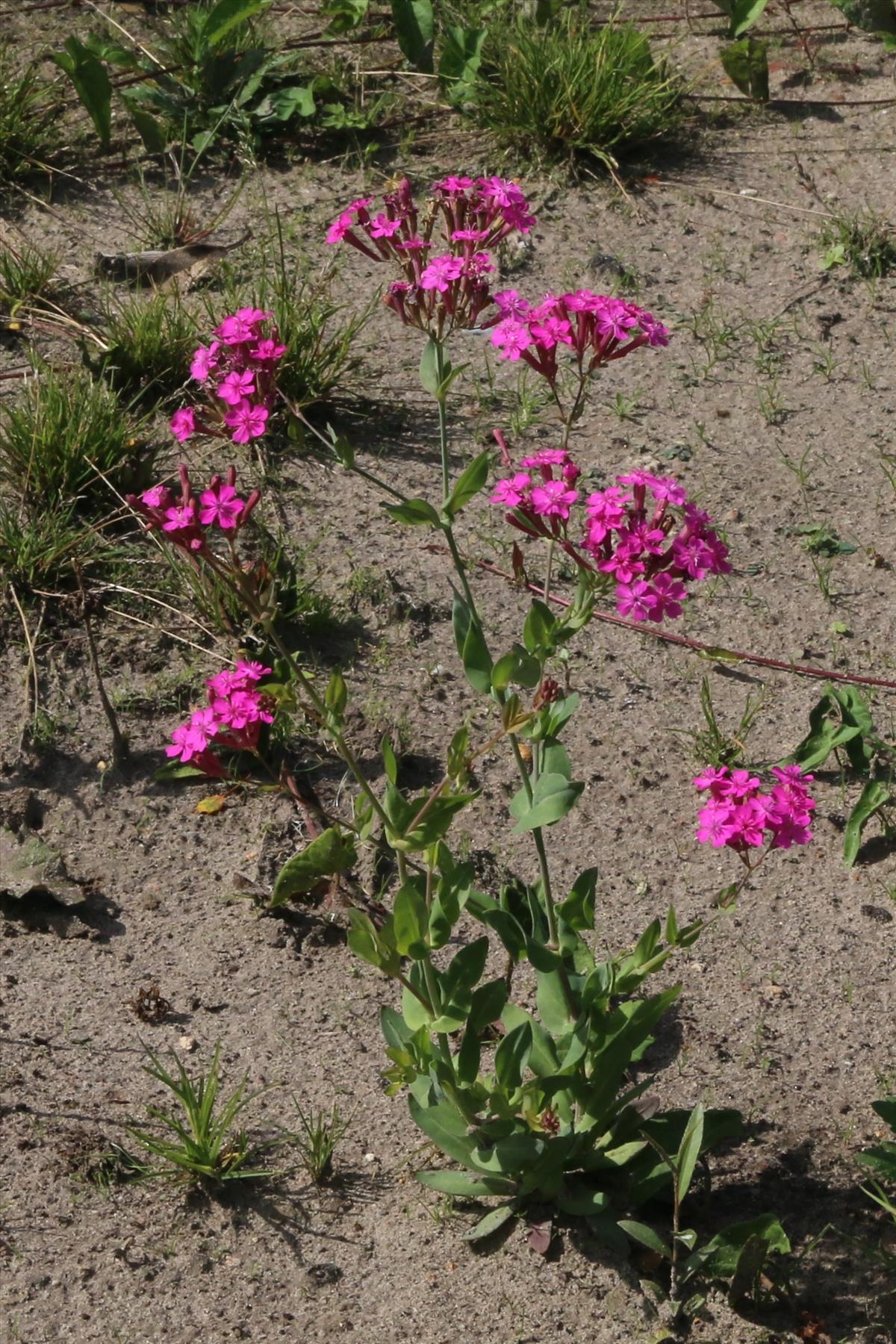 Silene armeria (door Willem Braam)