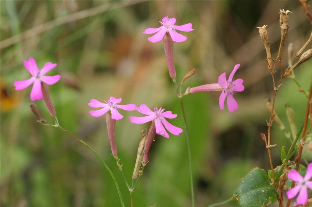 Silene armeria (door Willem Braam)