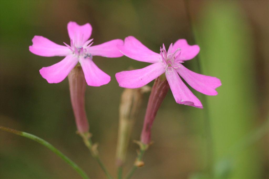 Silene armeria (door Willem Braam)