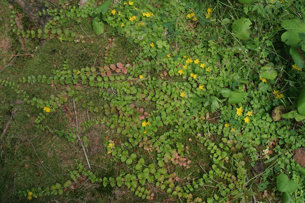 Lysimachia nummularia (door Willem Braam)