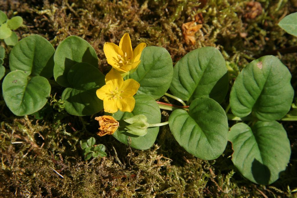 Lysimachia nummularia (door Willem Braam)