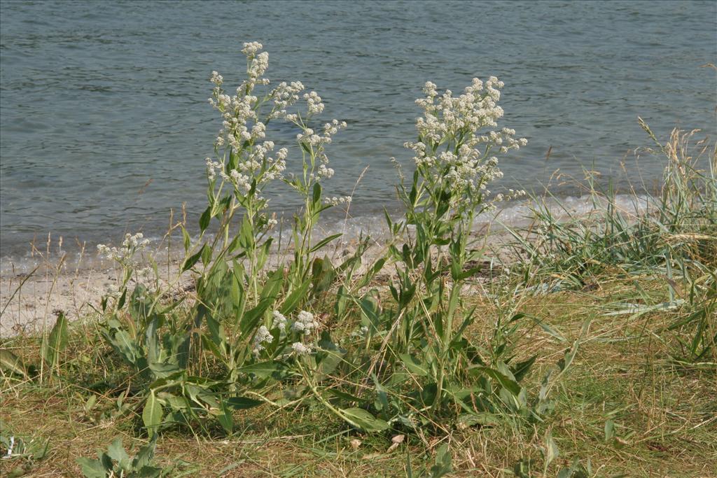 Lepidium latifolium (door Willem Braam)