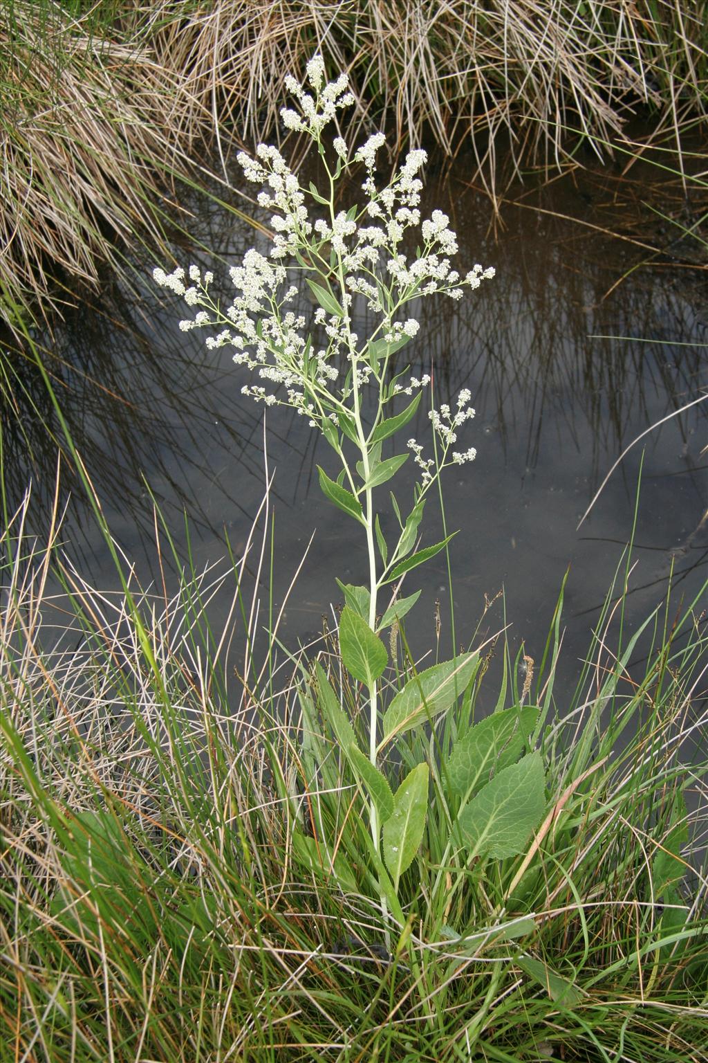 Lepidium latifolium (door Willem Braam)
