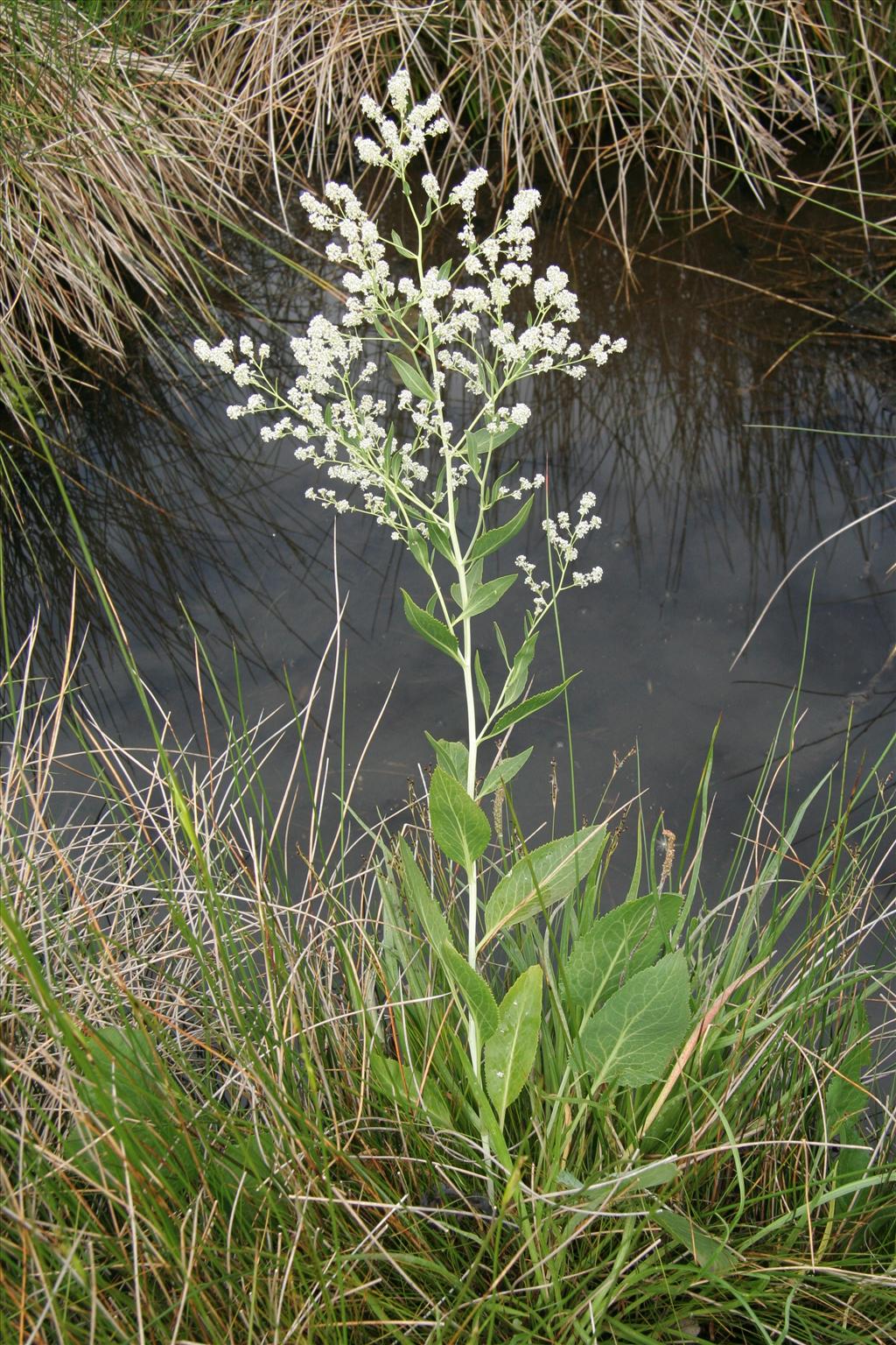 Lepidium latifolium (door Willem Braam)