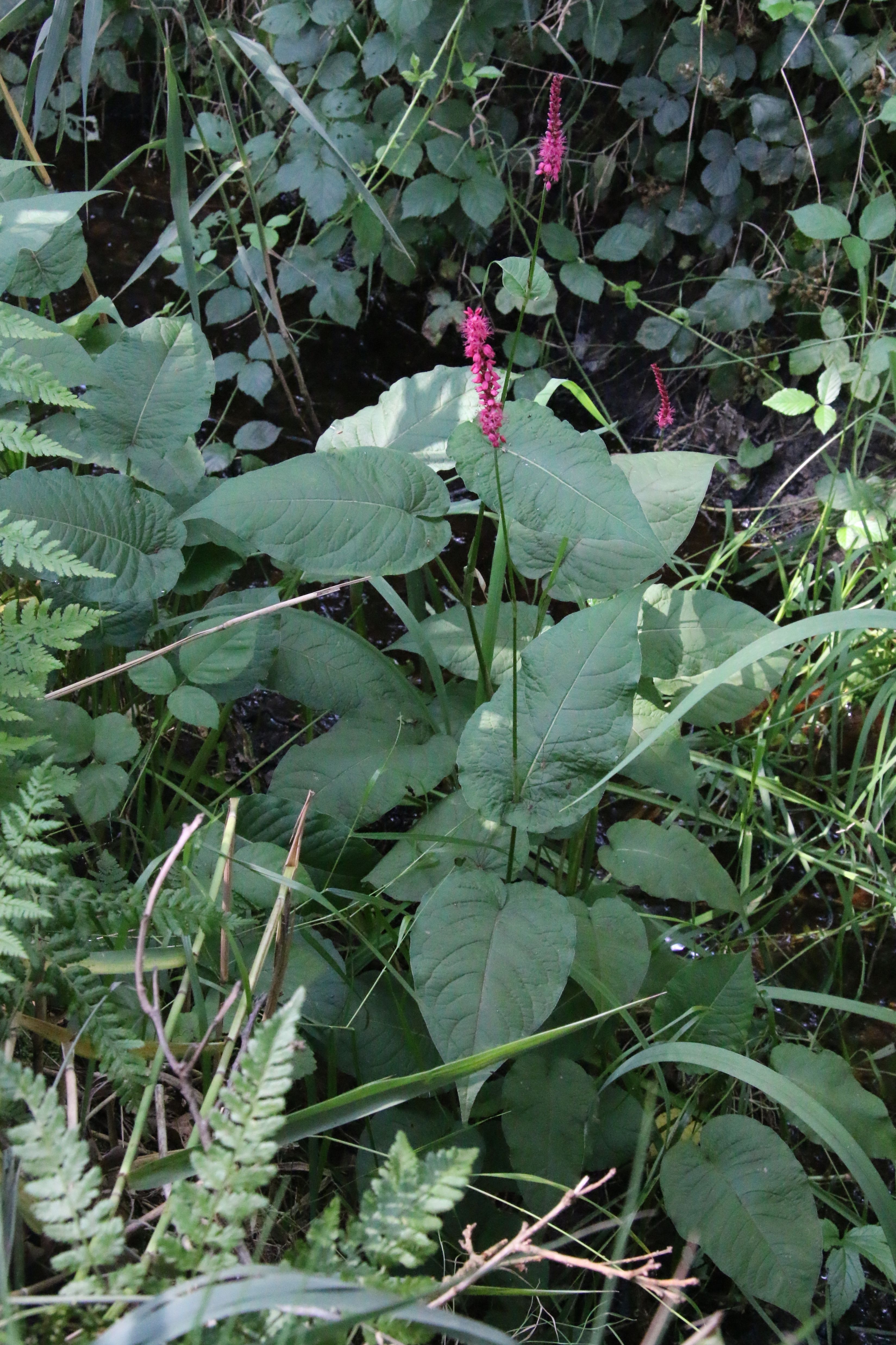 Persicaria amplexicaulis (door Willem Braam)