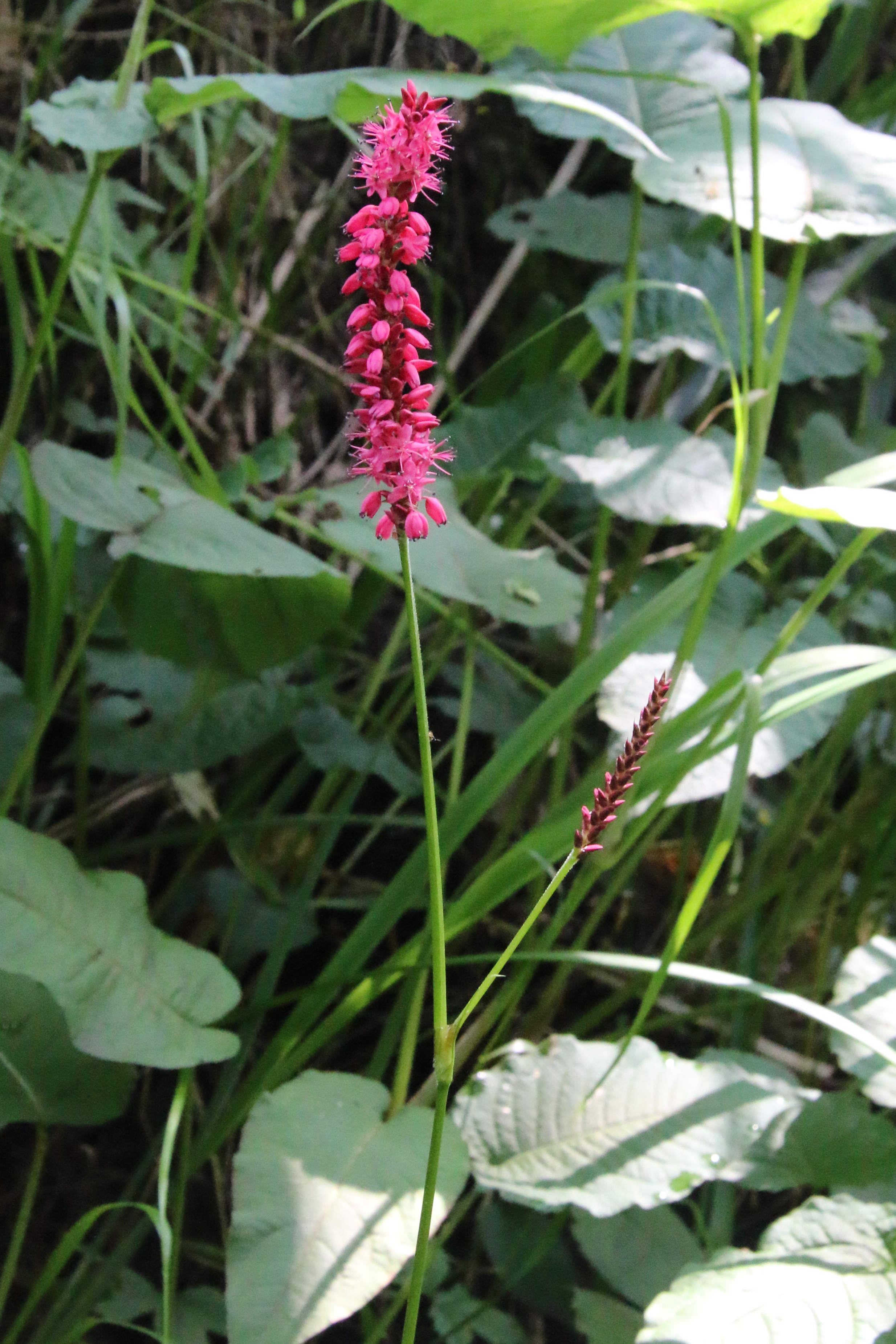 Persicaria amplexicaulis (door Willem Braam)