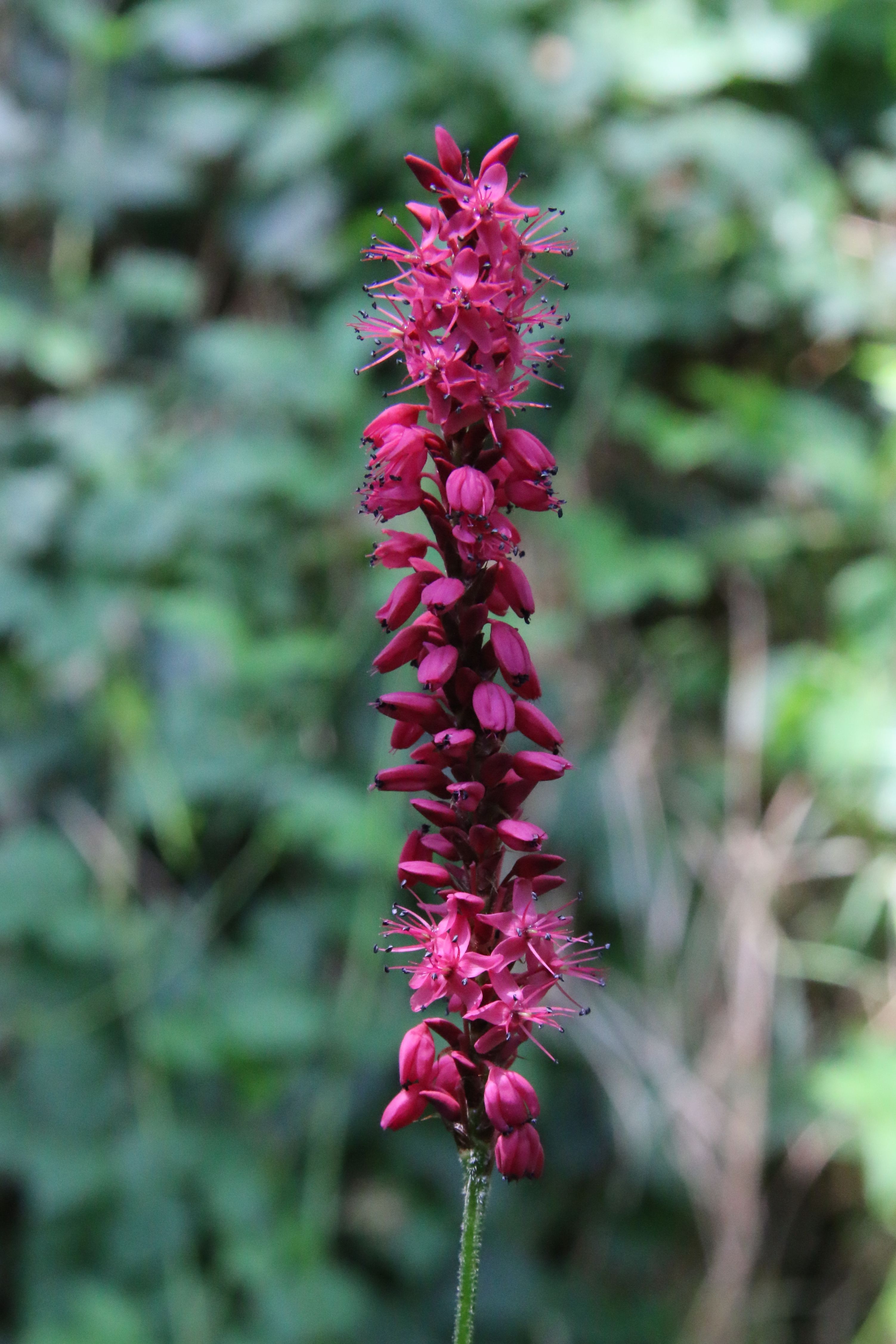 Persicaria amplexicaulis (door Willem Braam)