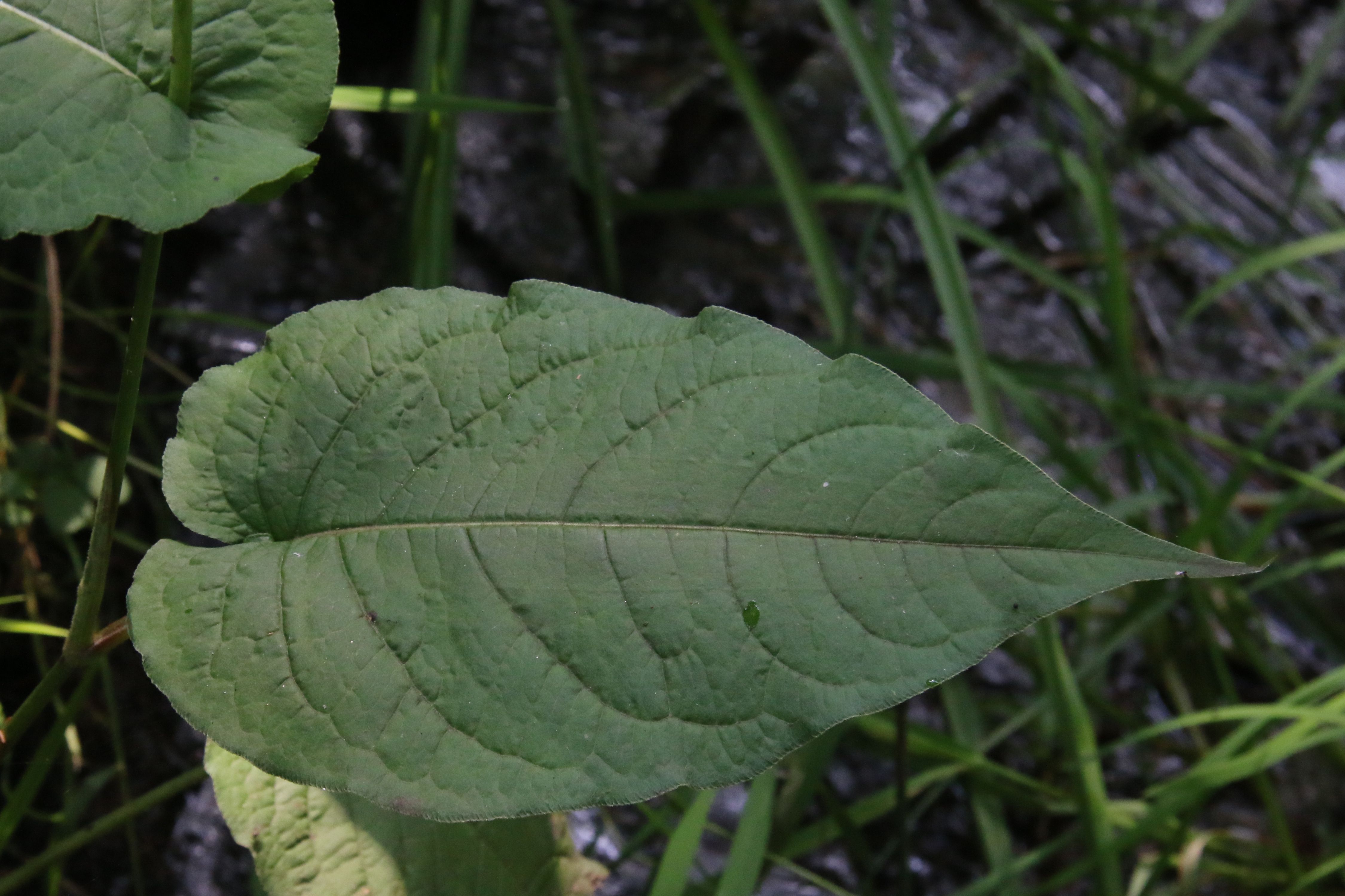 Persicaria amplexicaulis (door Willem Braam)