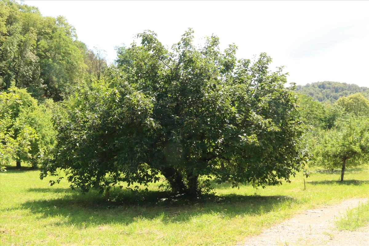 Prunus persica (door Willem Braam)