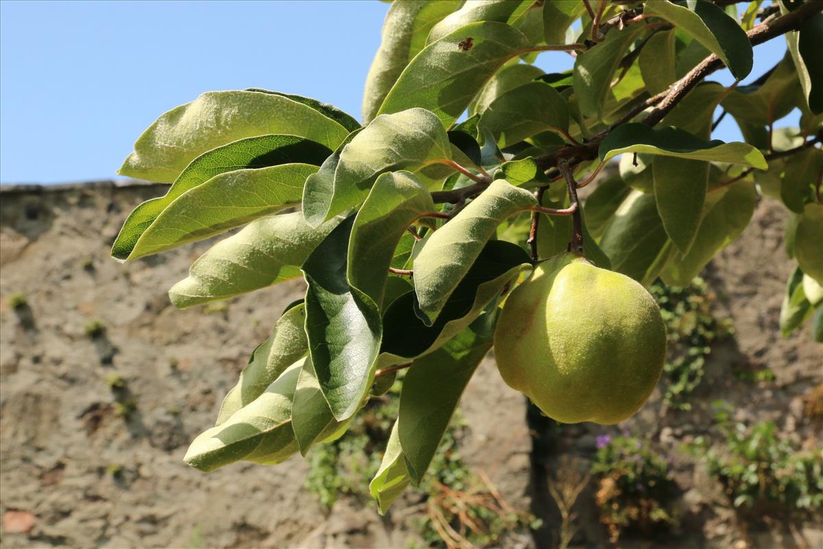 Prunus persica (door Willem Braam)