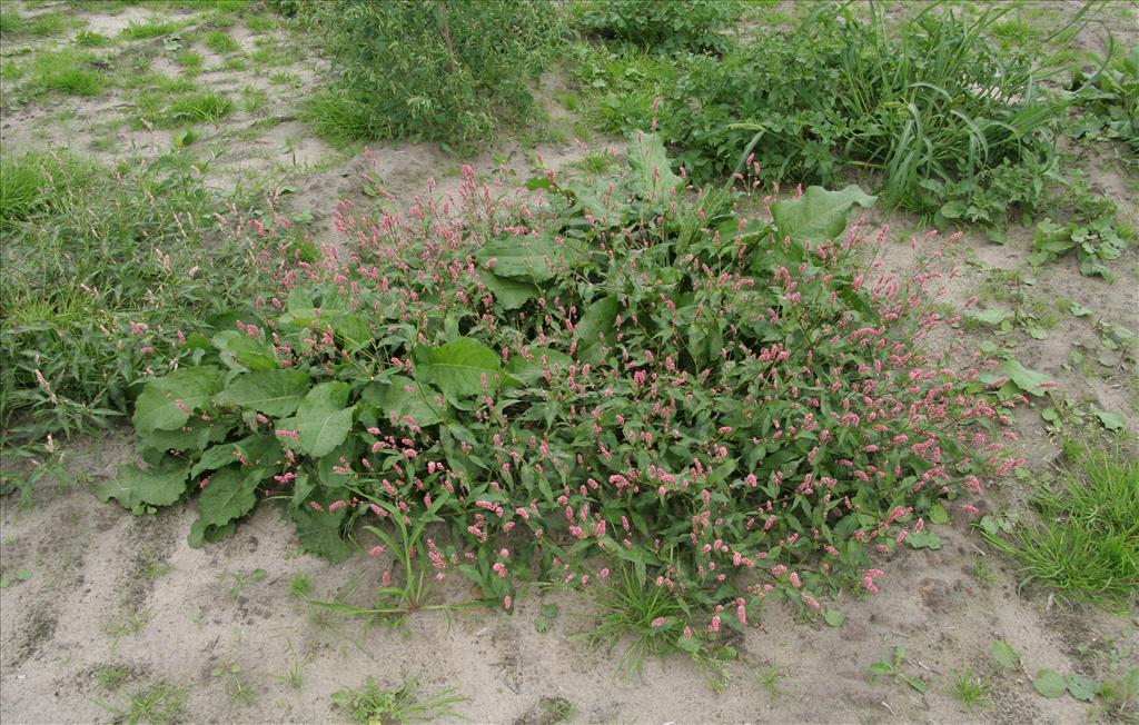 Persicaria maculosa (door Willem Braam)