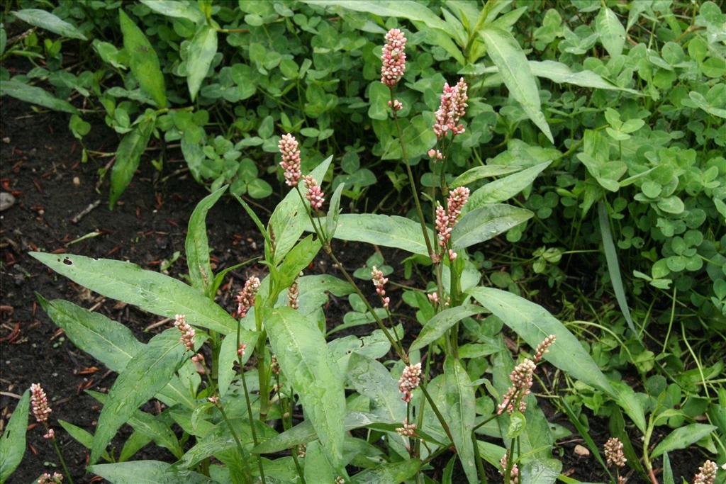 Persicaria maculosa (door Willem Braam)