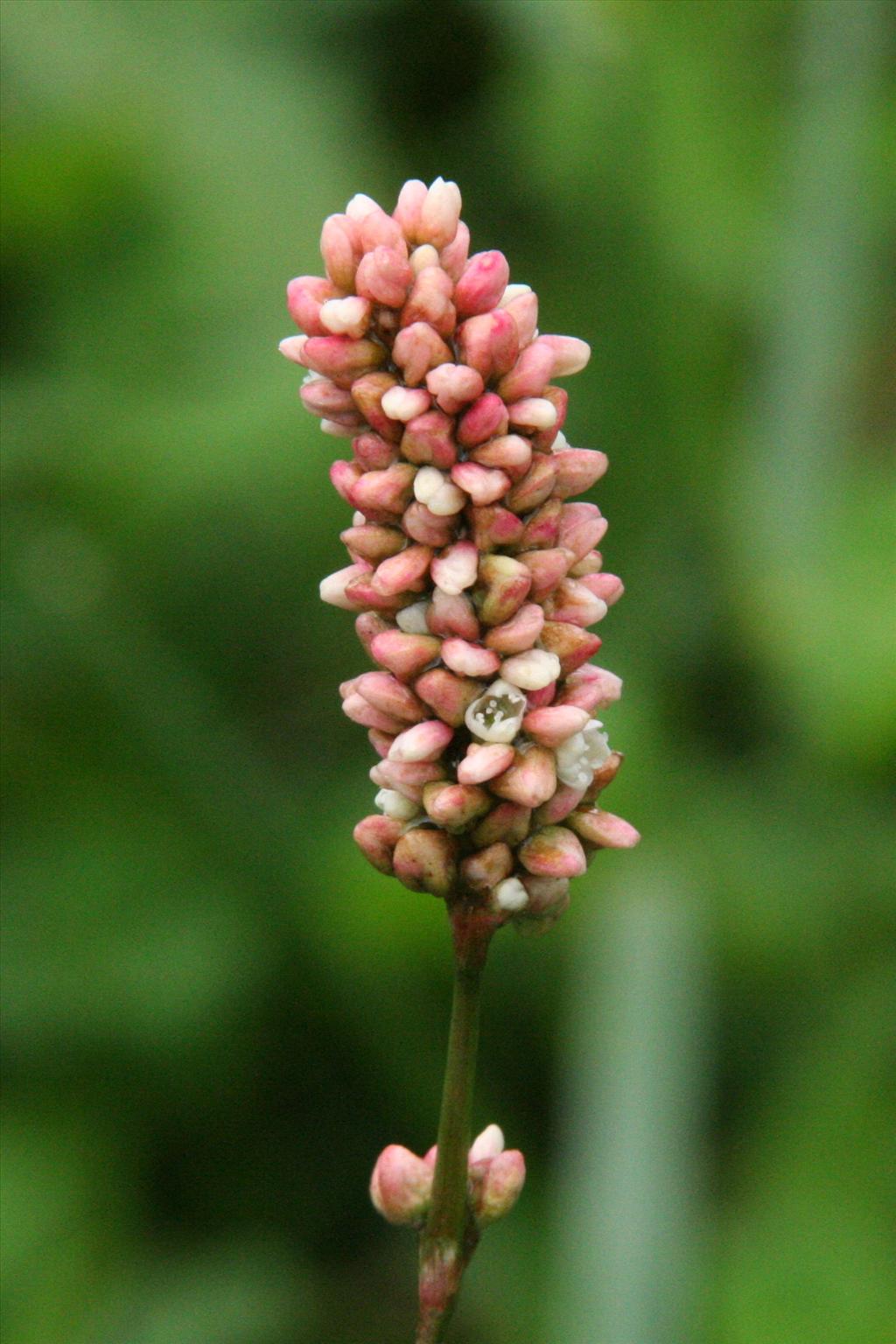 Persicaria maculosa (door Willem Braam)