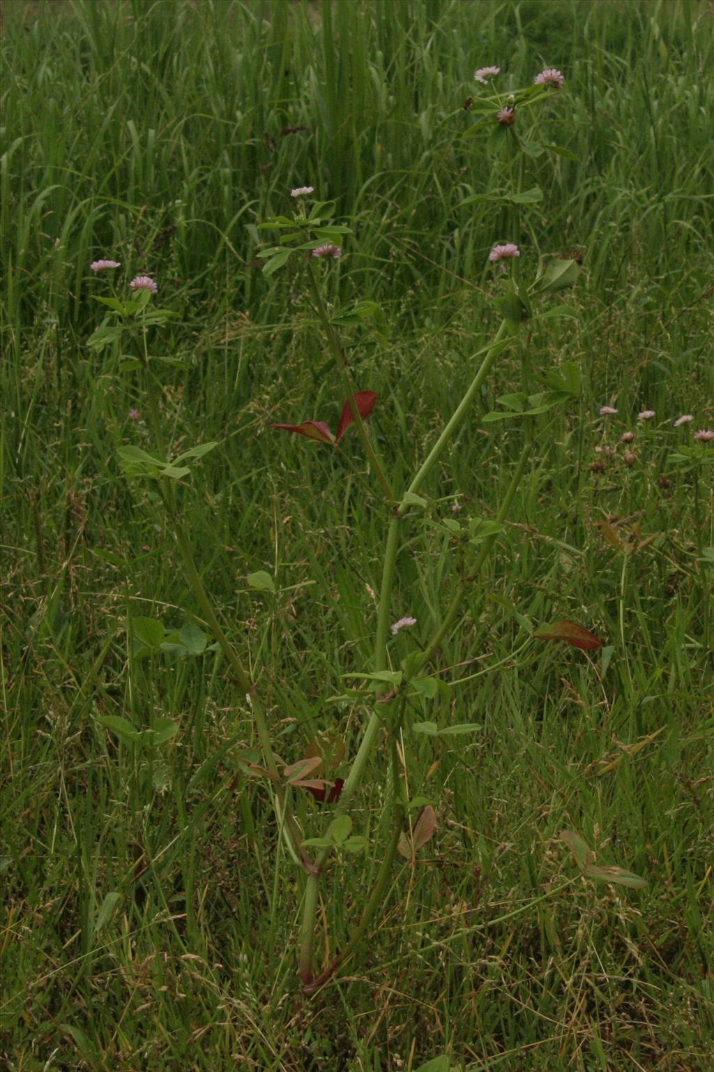 Trifolium resupinatum (door Willem Braam)