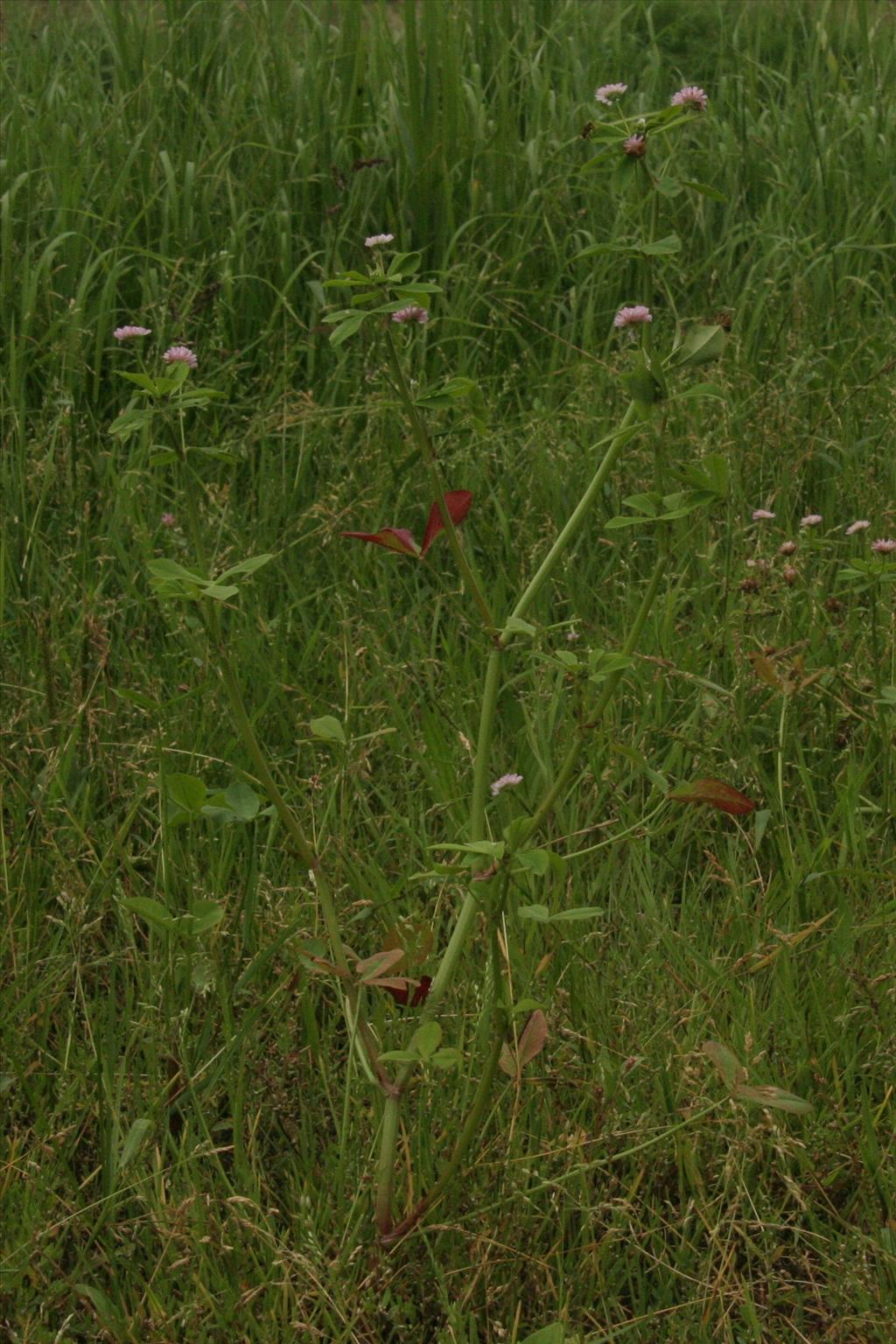 Trifolium resupinatum (door Willem Braam)