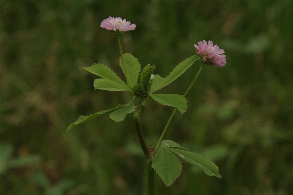 Trifolium resupinatum (door Willem Braam)