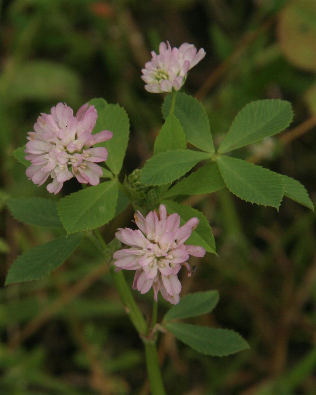 Trifolium resupinatum (door Willem Braam)