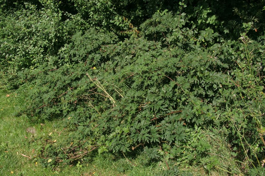 Rubus laciniatus (door Willem Braam)