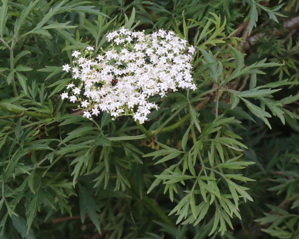 Sambucus nigra 'Laciniata' (door Willem Braam)