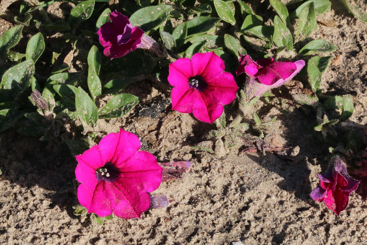 Petunia x punctata (door Willem Braam)