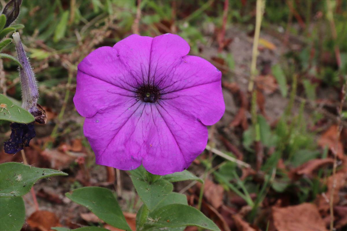 Petunia x punctata (door Willem Braam)