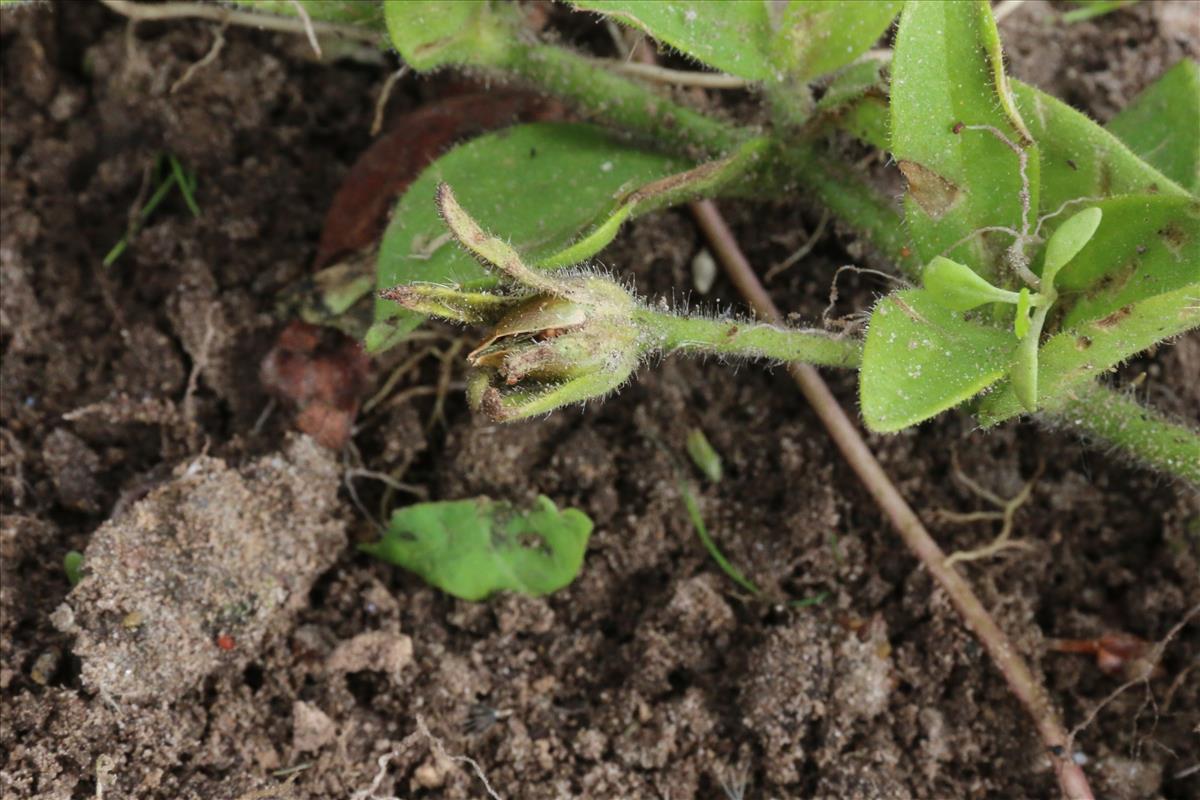 Petunia x punctata (door Willem Braam)