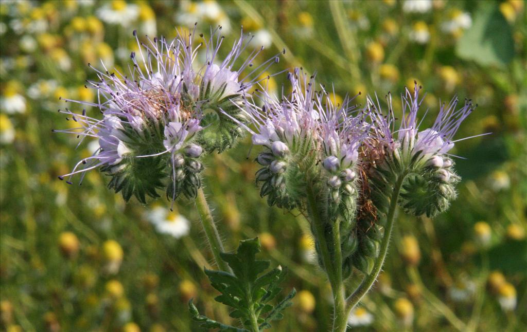 Phacelia tanacetifolia (door Willem Braam)