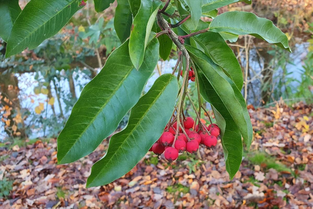 Photinia davidiana (door Willem Braam)