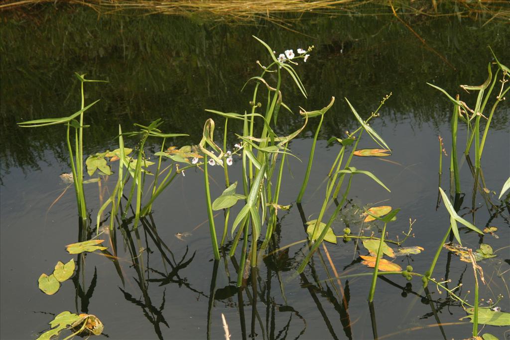 Sagittaria sagittifolia (door Willem Braam)