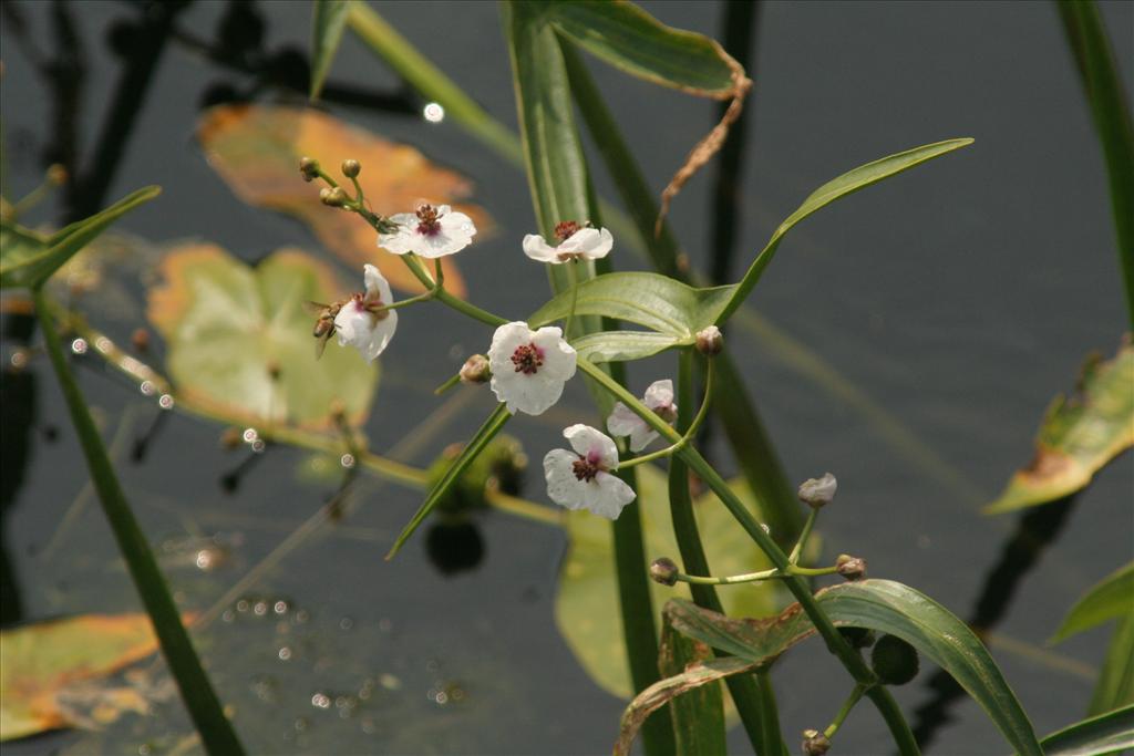 Sagittaria sagittifolia (door Willem Braam)