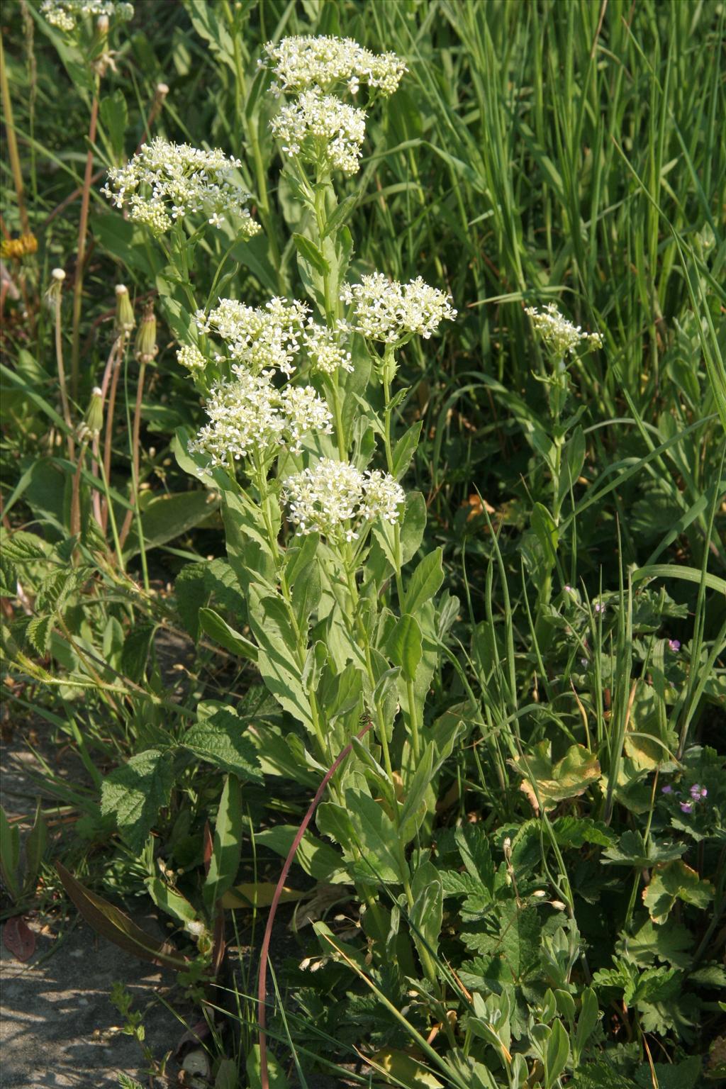 Lepidium draba (door Willem Braam)