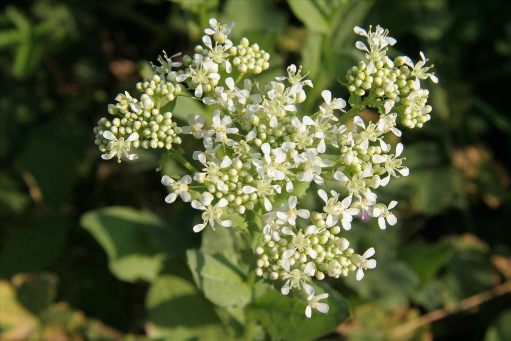 Lepidium draba (door Willem Braam)