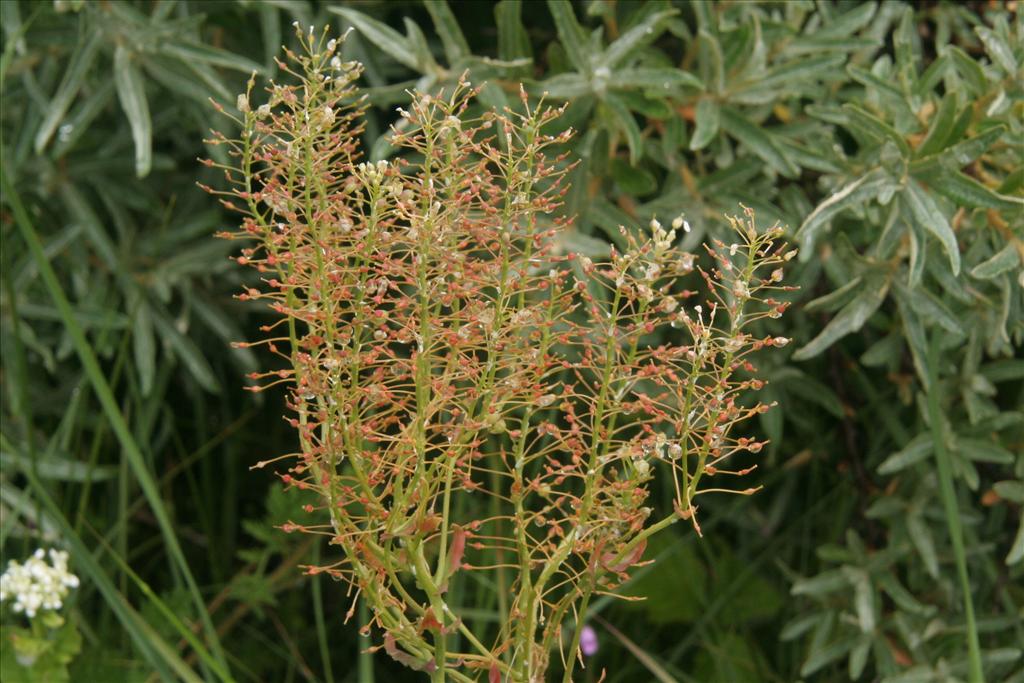 Lepidium draba (door Willem Braam)