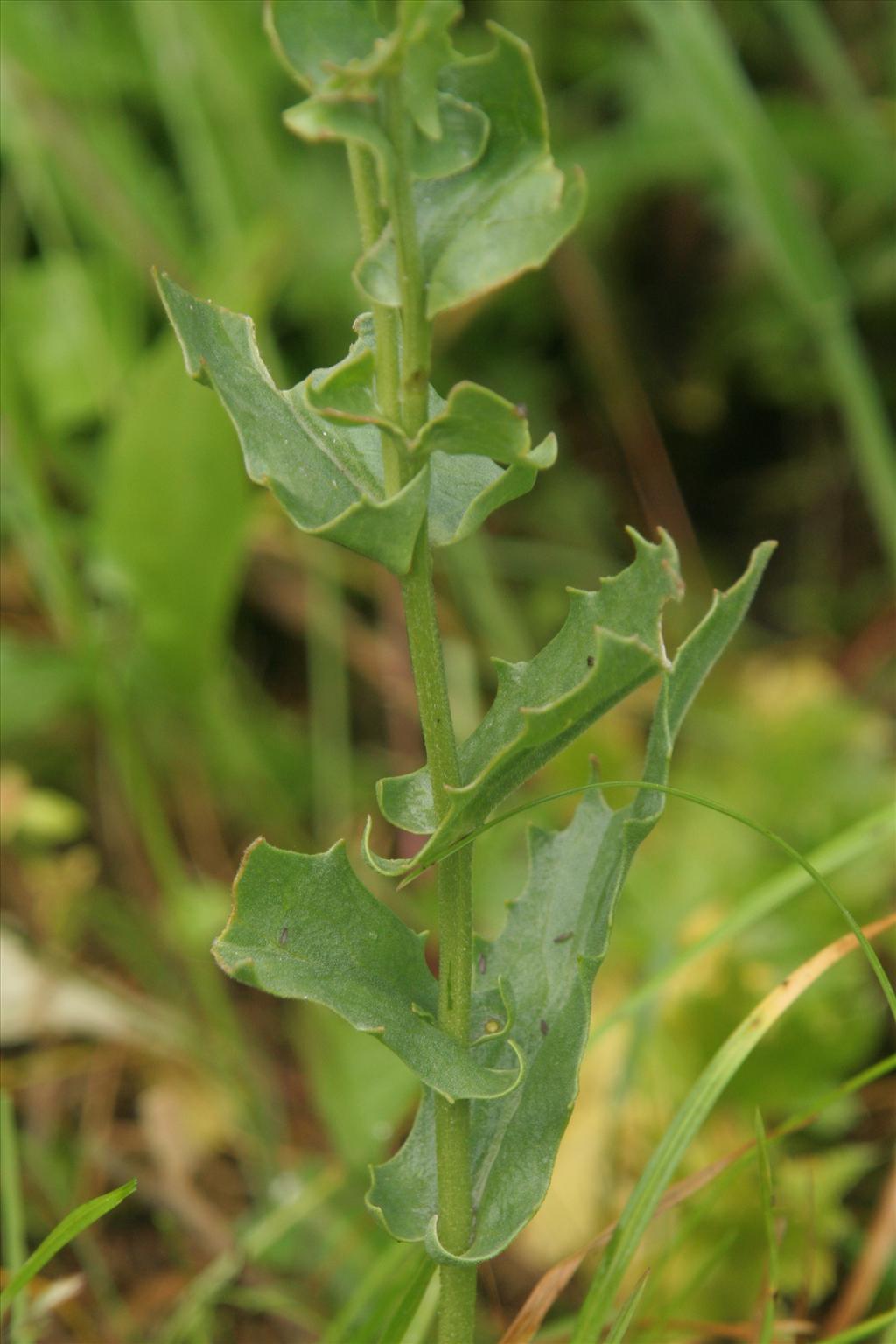 Lepidium draba (door Willem Braam)