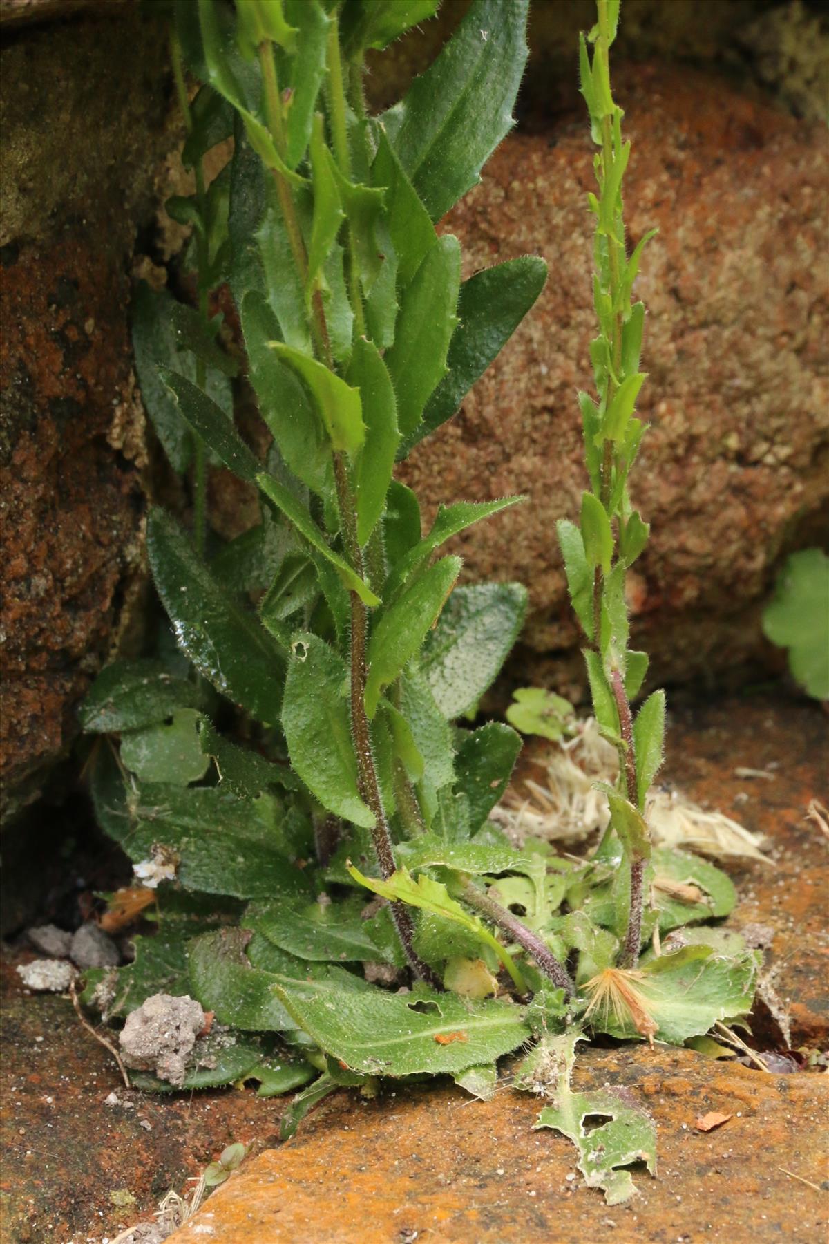 Arabis hirsuta subsp. sagittata (door Willem Braam)