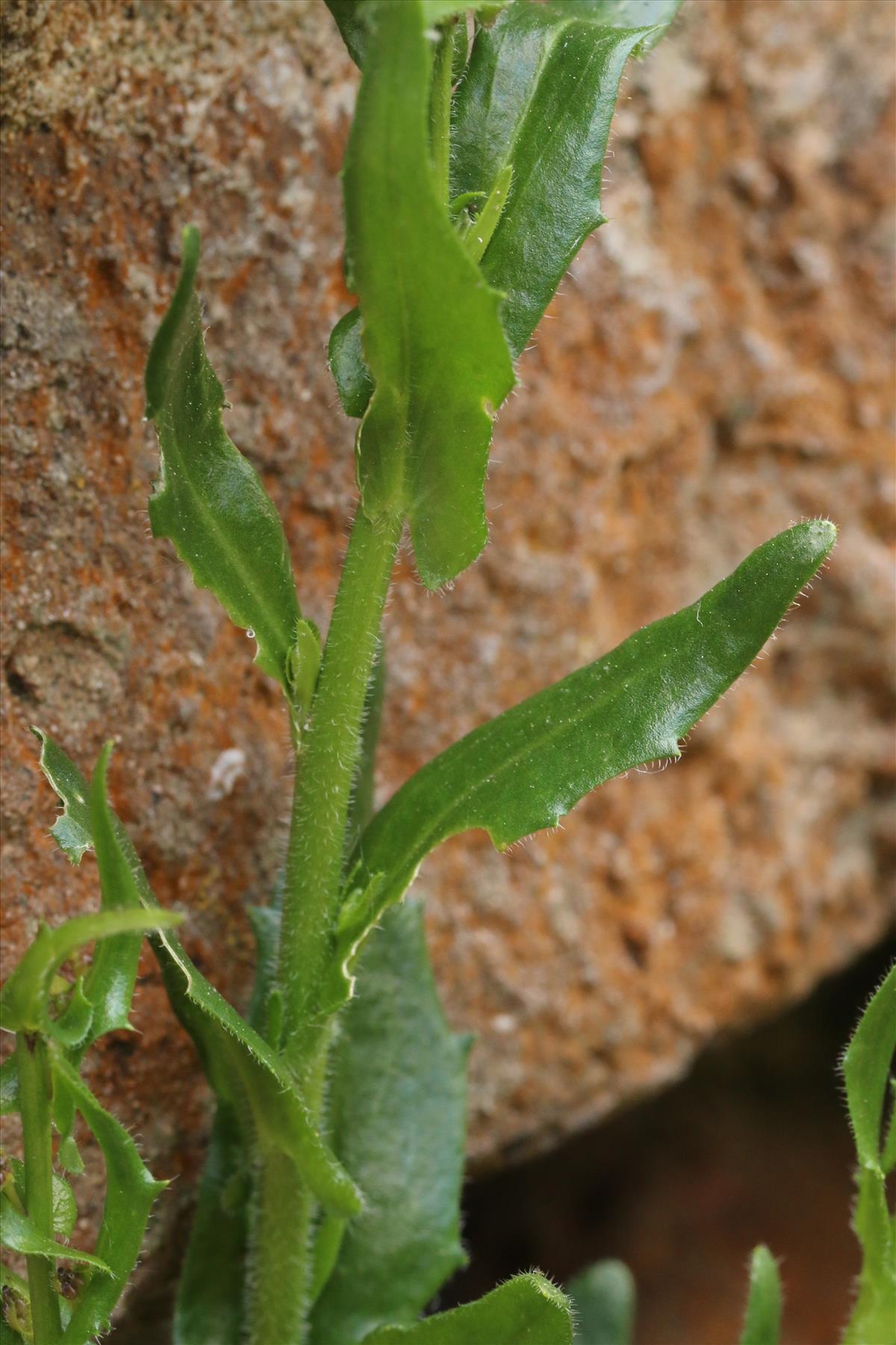 Arabis hirsuta subsp. sagittata (door Willem Braam)