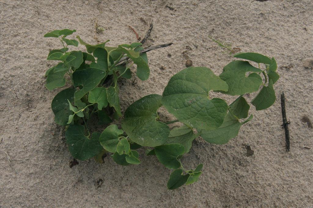 Aristolochia clematitis (door Willem Braam)