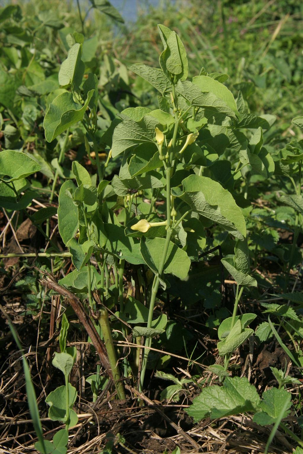 Aristolochia clematitis (door Willem Braam)