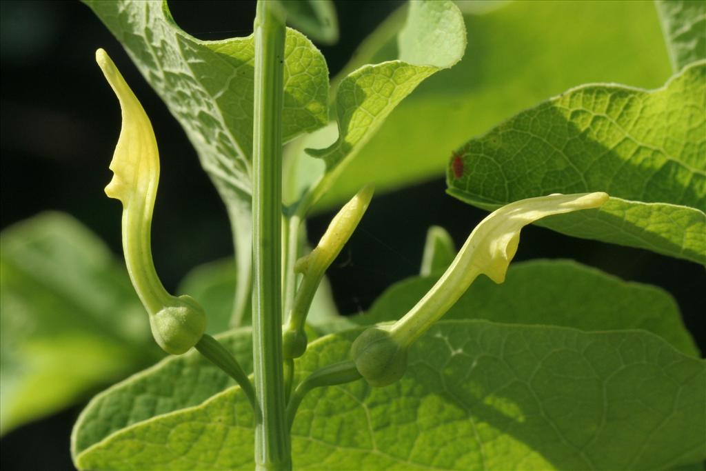 Aristolochia clematitis (door Willem Braam)