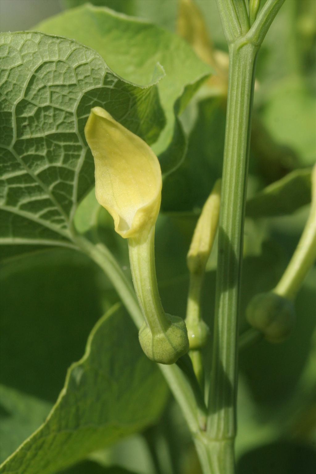 Aristolochia clematitis (door Willem Braam)